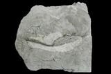 Crinoid (Decadocrinus) Fossil - Crawfordsville, Indiana #130169-1